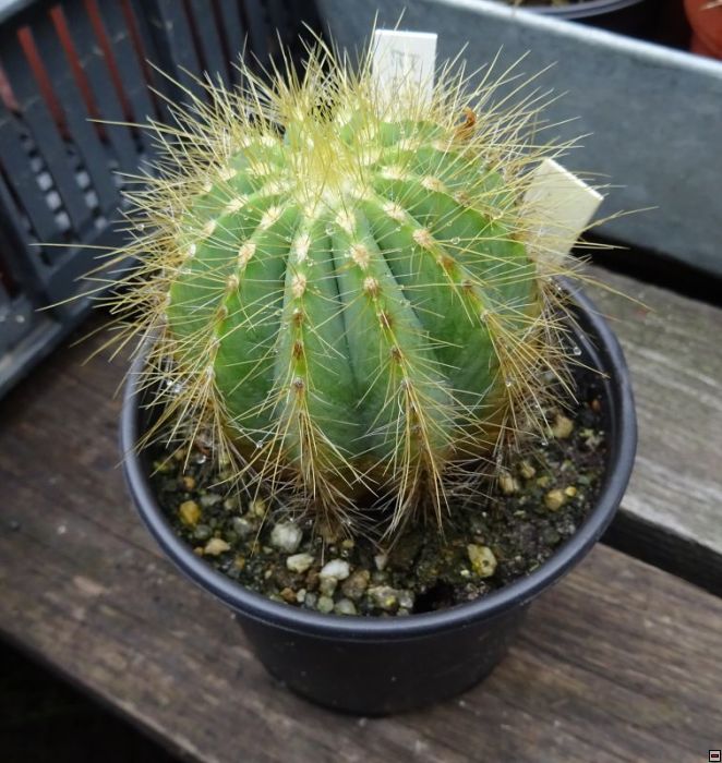 Eriocactus magnificus 40kč.jpg